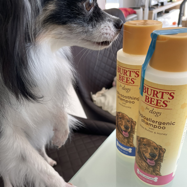 Burt's Bees Manuka Honey Itch Soothing Spray with Chamomile for Dogs, 10  fl. oz.